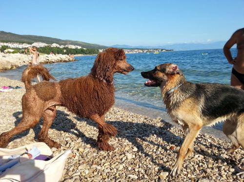 Dog beach in Silo